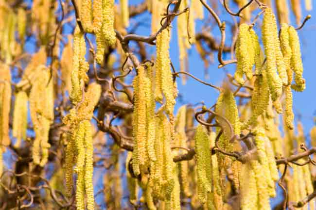 Witch Hazel